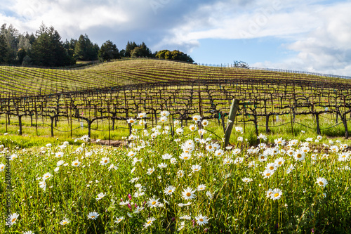 Ox-Eye Daisies Growing Near Vineyards in Dry Valley Near Healdsburd, California, USA photo
