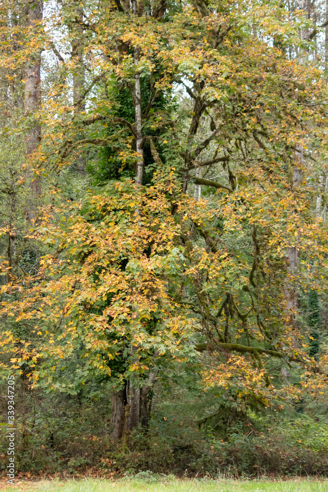 Fototapeta premium large yellow maple tree in a park