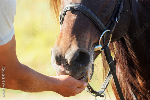 Man feeds a horse with his hands