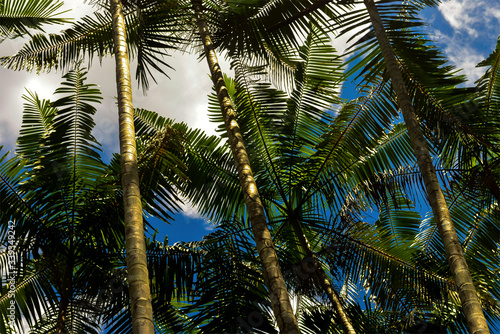 Palm trees in Brazilian Amazon