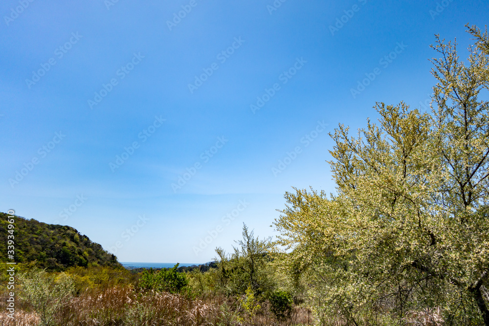 Obraz premium 湘南国際村 大楠山 ハイキングコース