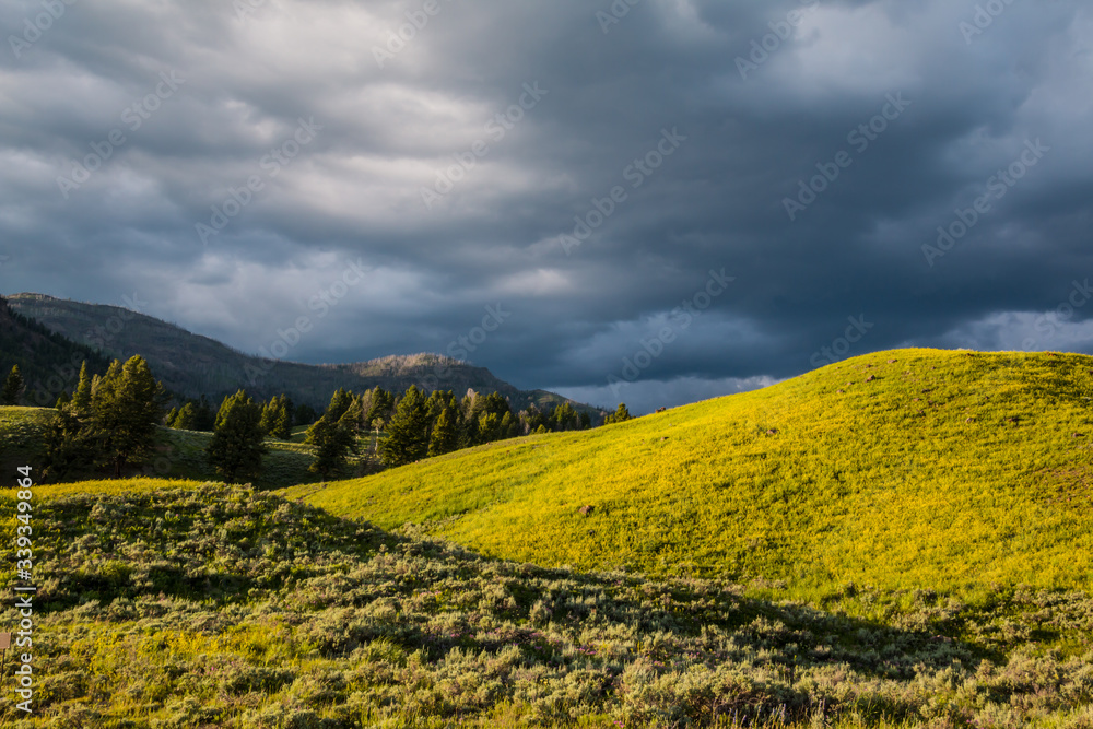 Fototapeta premium Wildflower Covered Foothills With Barronette Peak In The Distance, Lamar Valley, Yellowstone National Park, Wyoming, USA