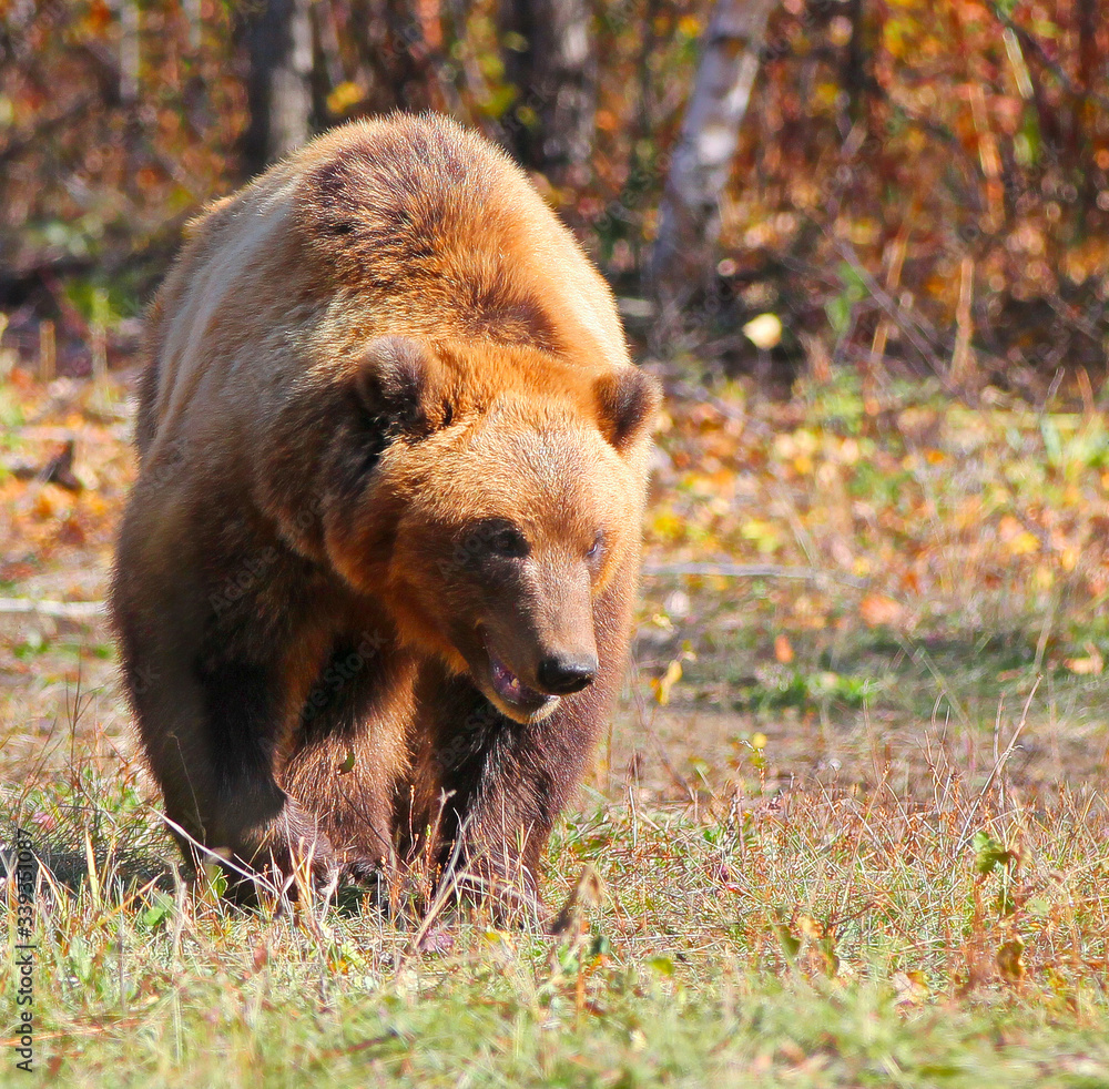 Fototapeta premium Brown Bear Ursus arctos running on the forest on Kamchatka