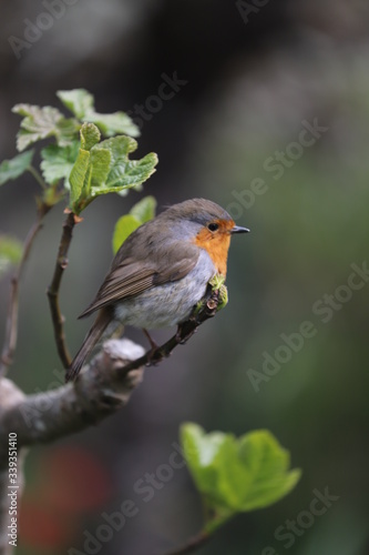 paysage au printemps oiseau du jardin rouge-gorge 