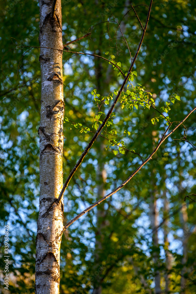Fototapeta premium frisches Birkenlaub im Abendlicht | Birke | birch | Betula sp.