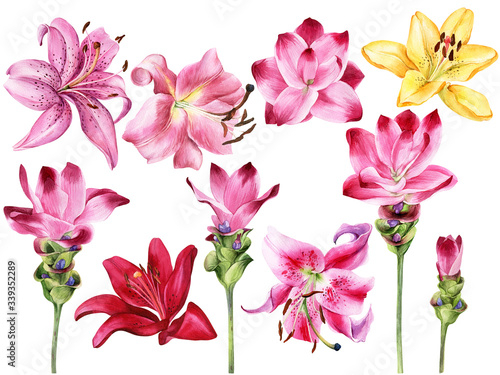Set of hand painted curcuma, turmeric flowers, lilly isolated. Watercolor illustration. Stock illustration, invitations, greeting cards, postcards, save the date.