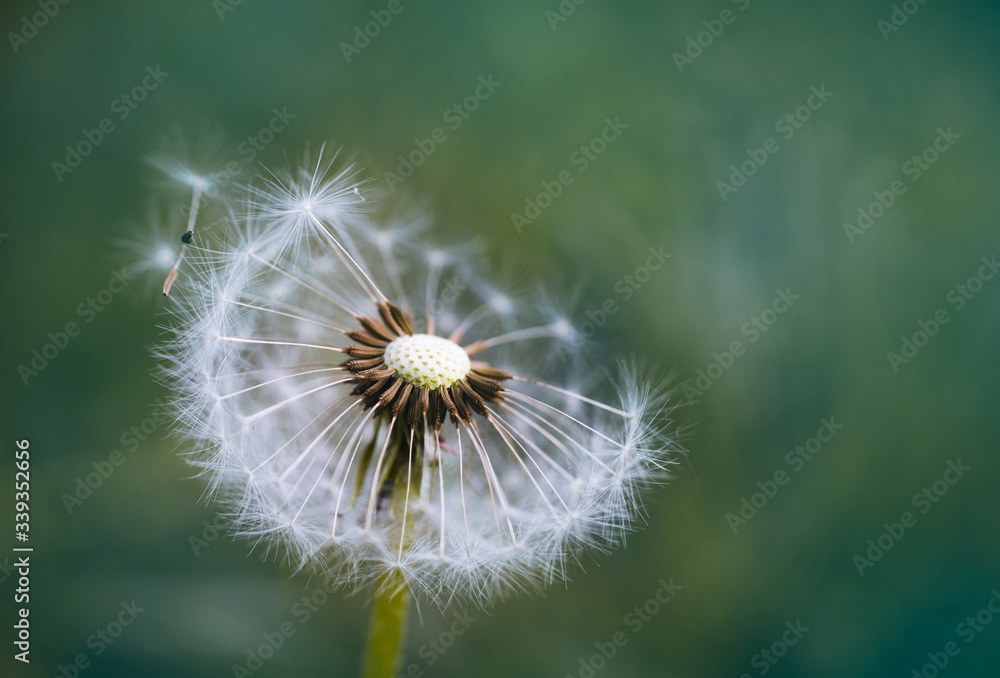 Dandelion seeds in the morning sunlight blowing away in the wind Dandelion seeds in the morning sunlight blowing away in the wind