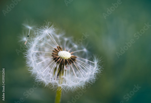 Dandelion seeds in the morning sunlight blowing away in the wind