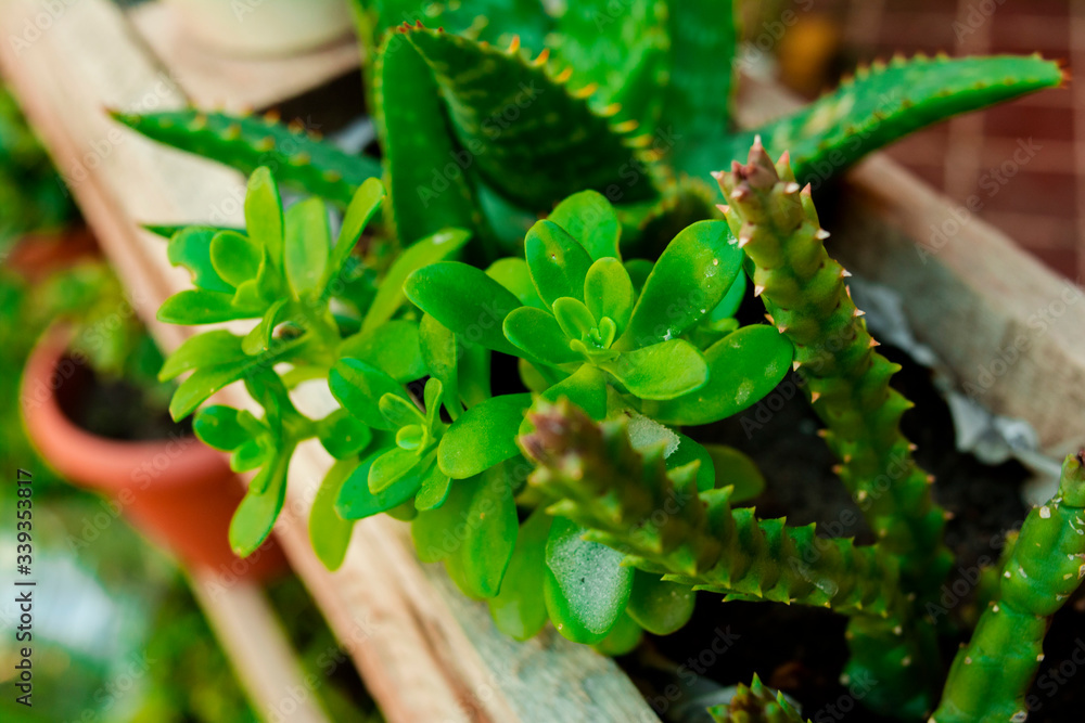 Naklejka premium cactus ans succulent