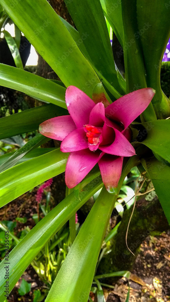 Fototapeta premium Bromelias coloridas en Colombia