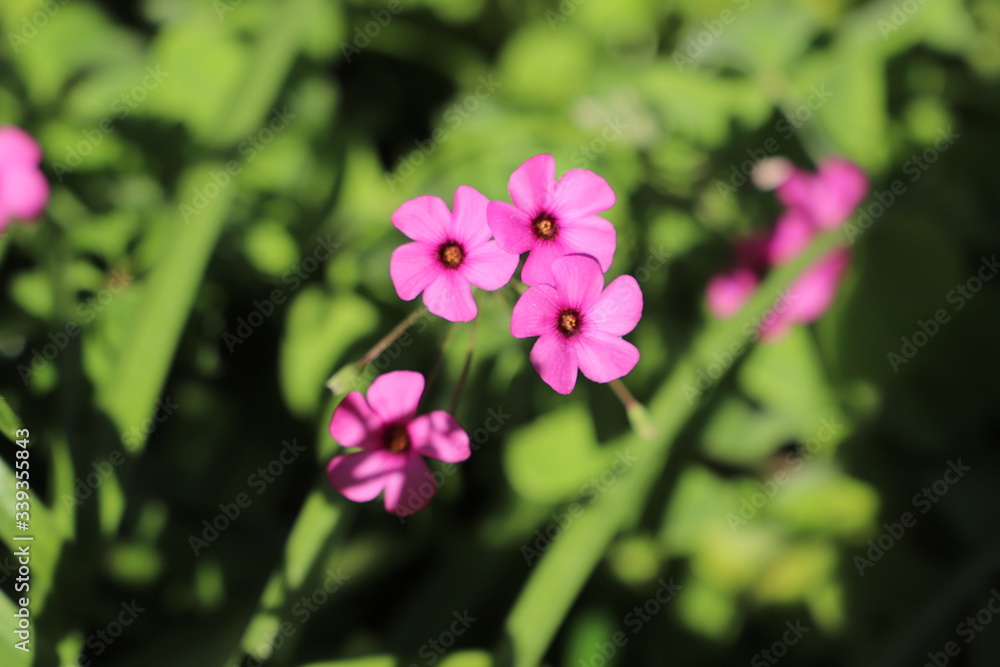 paysage d'un jardin fleuri au printemps