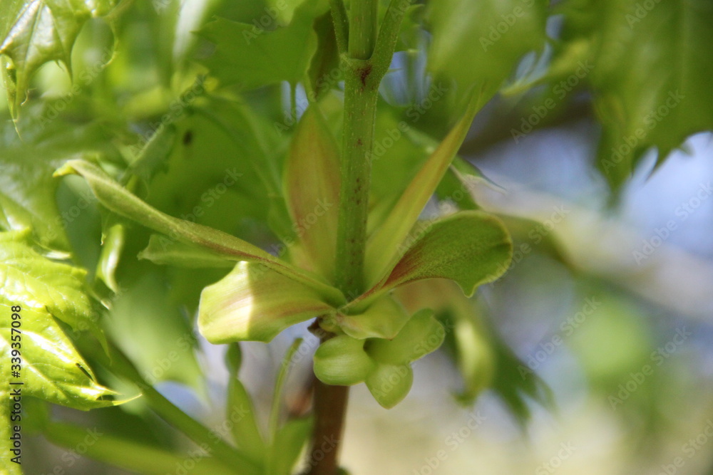 Acer tree spring leaves and flower blossom bud Acer tree spring leaves and flower blossom bud