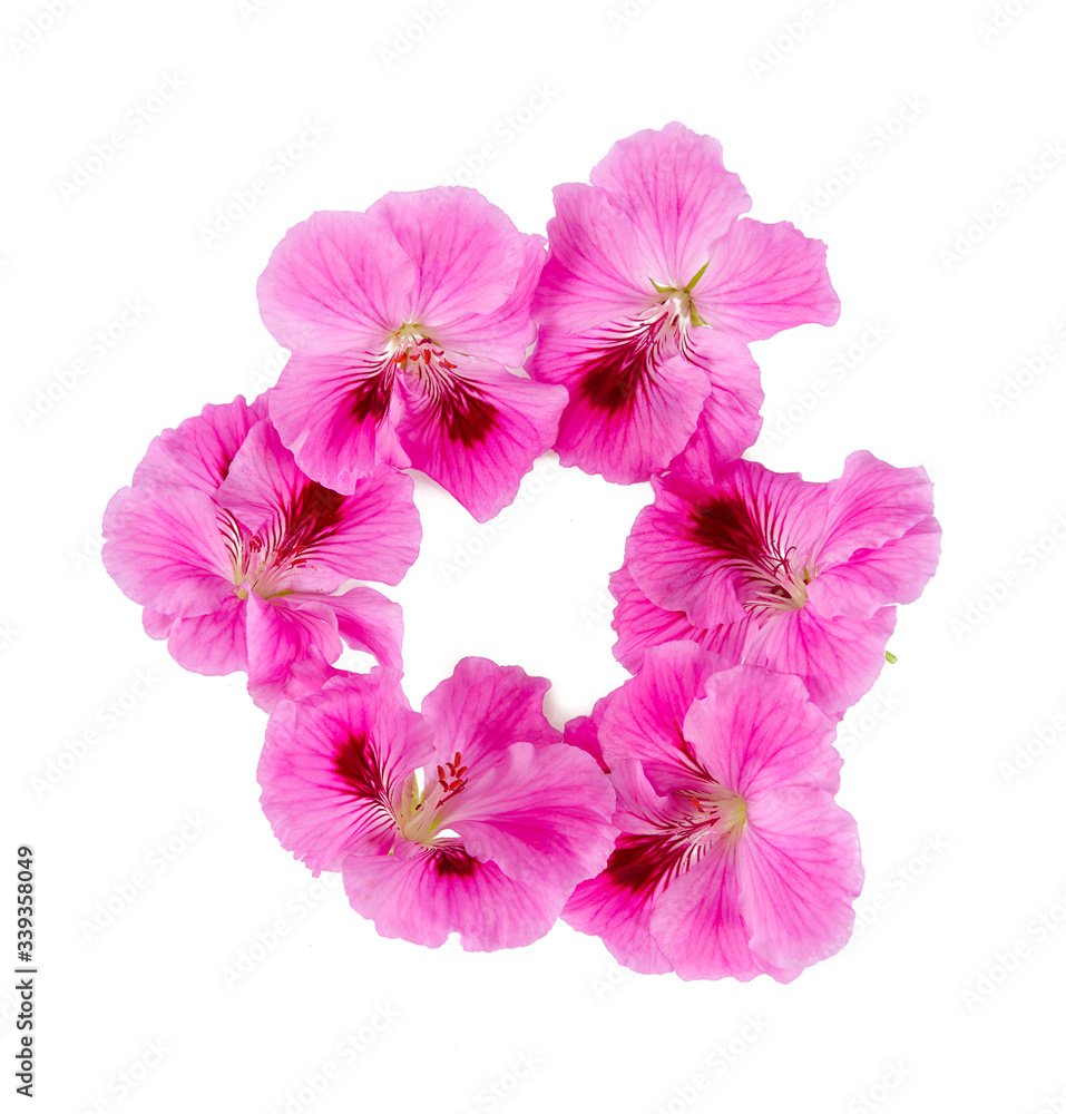 pink geranium flower isolated on white background