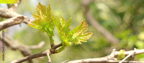 Vine shoots, sign of spring on the vines in a vineyard