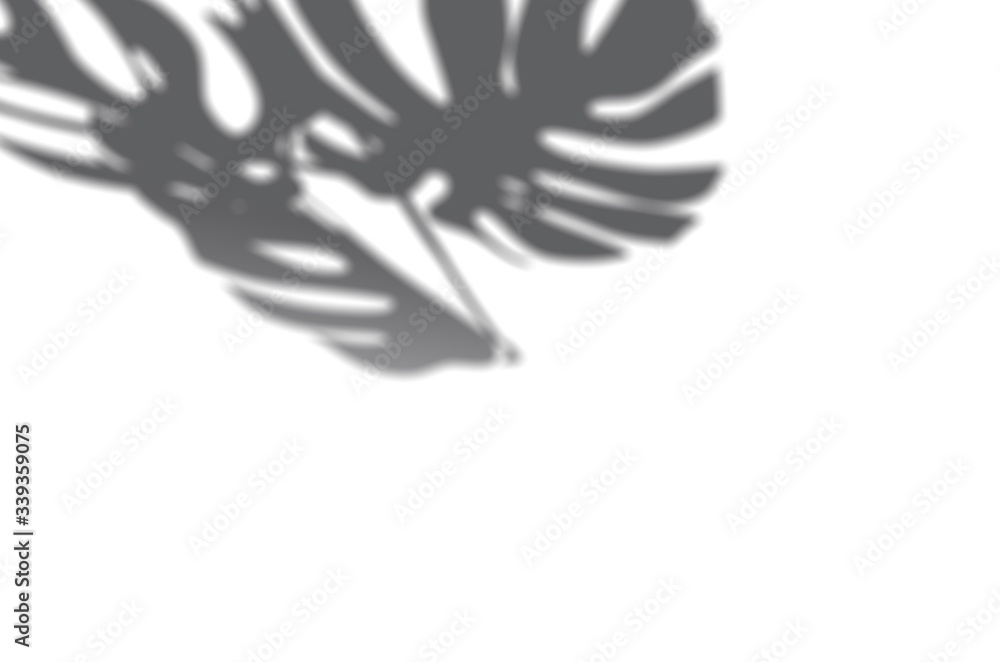 Summer background of shadows monstera leaves on a white wall. White and Black for overlaying a photo or mockup Summer background of shadows monstera leaves on a white wall. White and Black for overlaying a photo or mockup