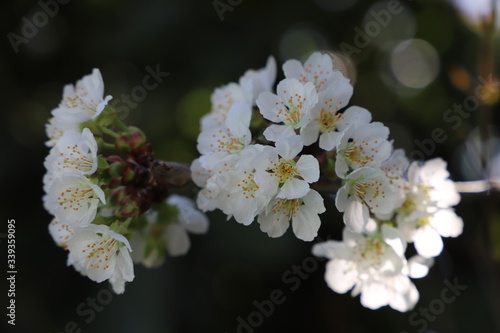 paysage au printemps cerisier en fleurs