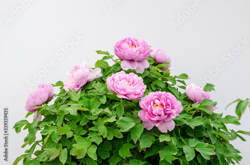 Rich Peony Flowers in Spring