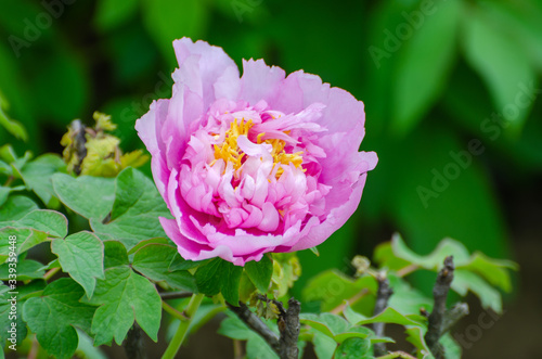 Rich Peony Flowers in Spring