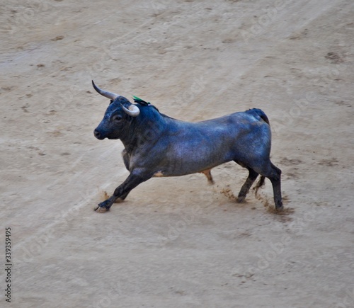 Miura bull in Las Ventas © Santiago
