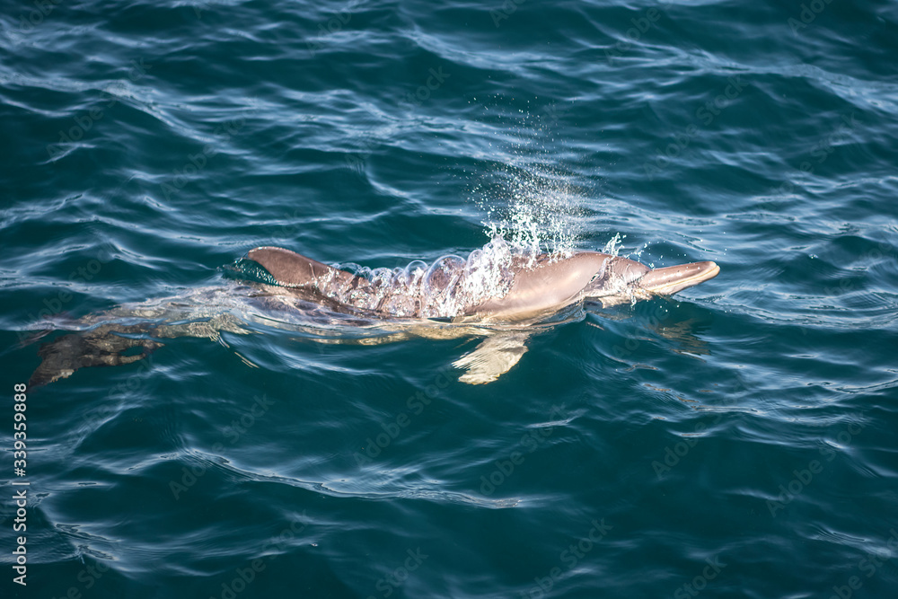 Naklejka premium Dolphins in the wave, Australia