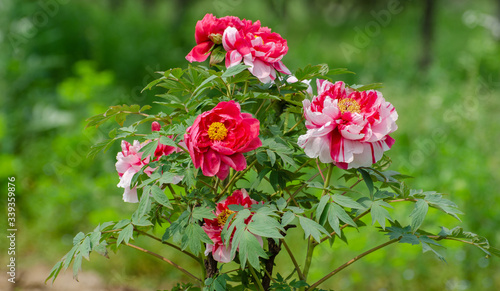 Rich Peony Flowers in Spring
