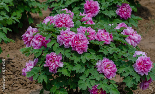 Rich Peony Flowers in Spring
