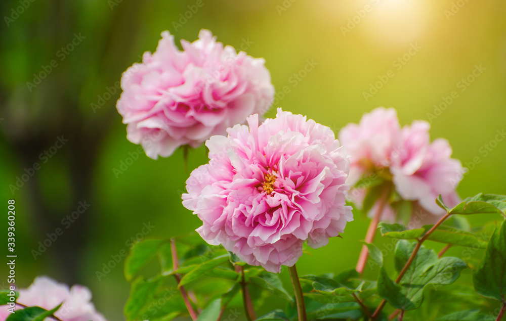 Rich Peony Flowers in Spring Rich Peony Flowers in Spring