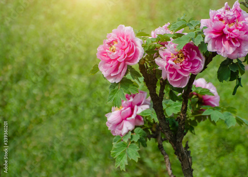 Rich Peony Flowers in Spring