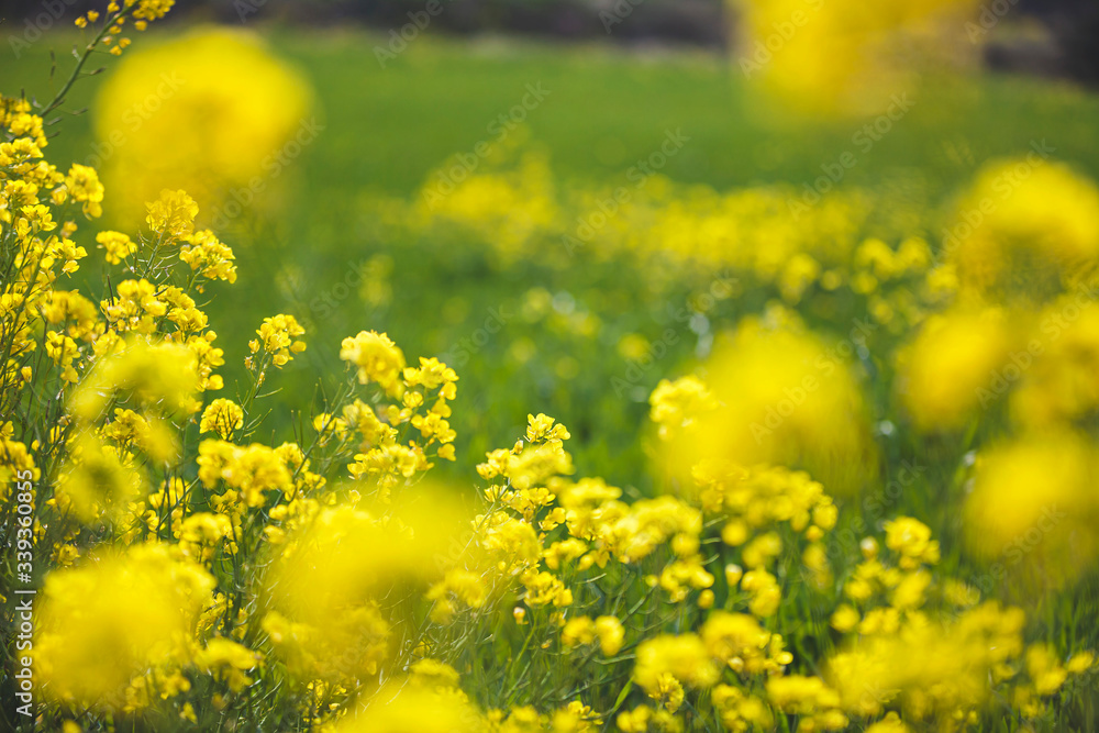 Obraz premium yellow rape field