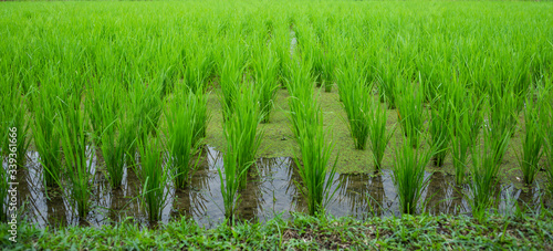 Campos de arroz