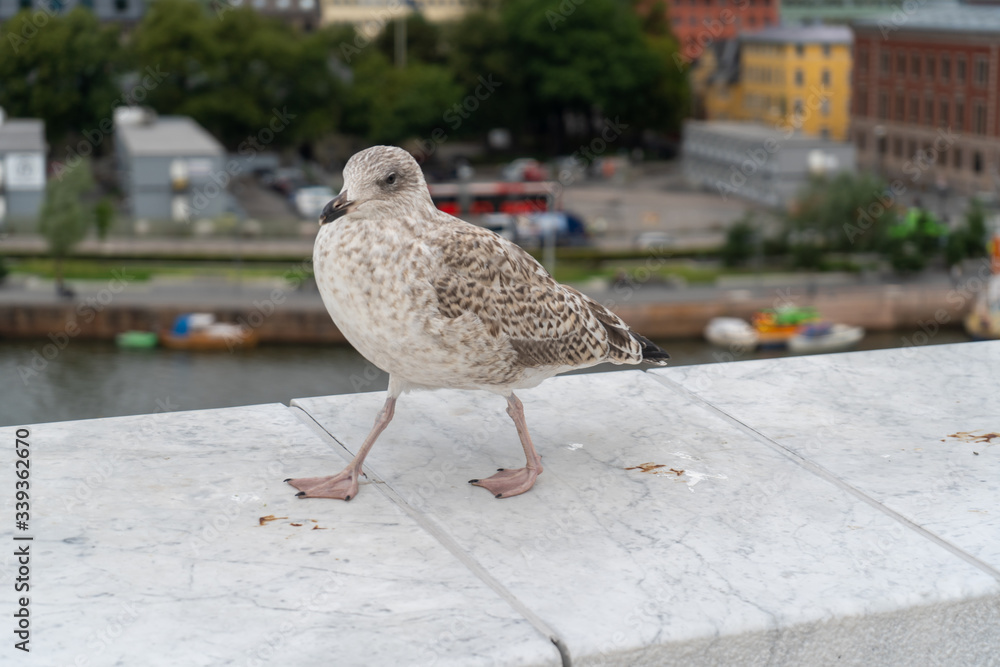 Rooftop of Oslo Opera House: Brown seagull is having fun over there. August 2019 Rooftop of Oslo Opera House: Brown seagull is having fun over there. August 2019