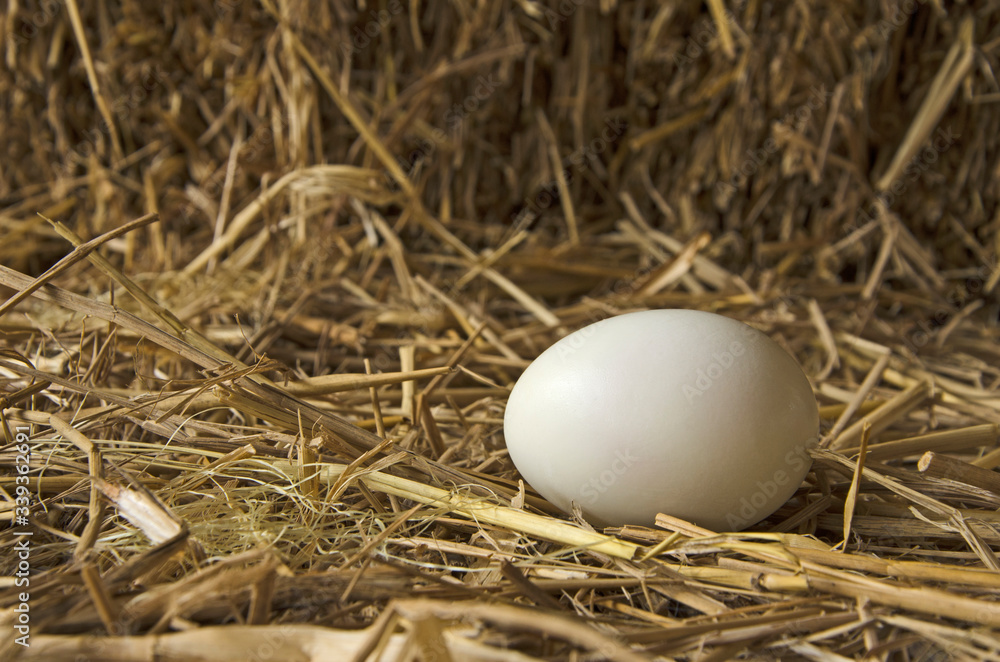 White egg in the straw nest in light