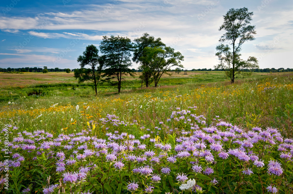 Sunset light on an expansive landscape of late summer prairie wildflowers. Sunset light on an expansive landscape of late summer prairie wildflowers.