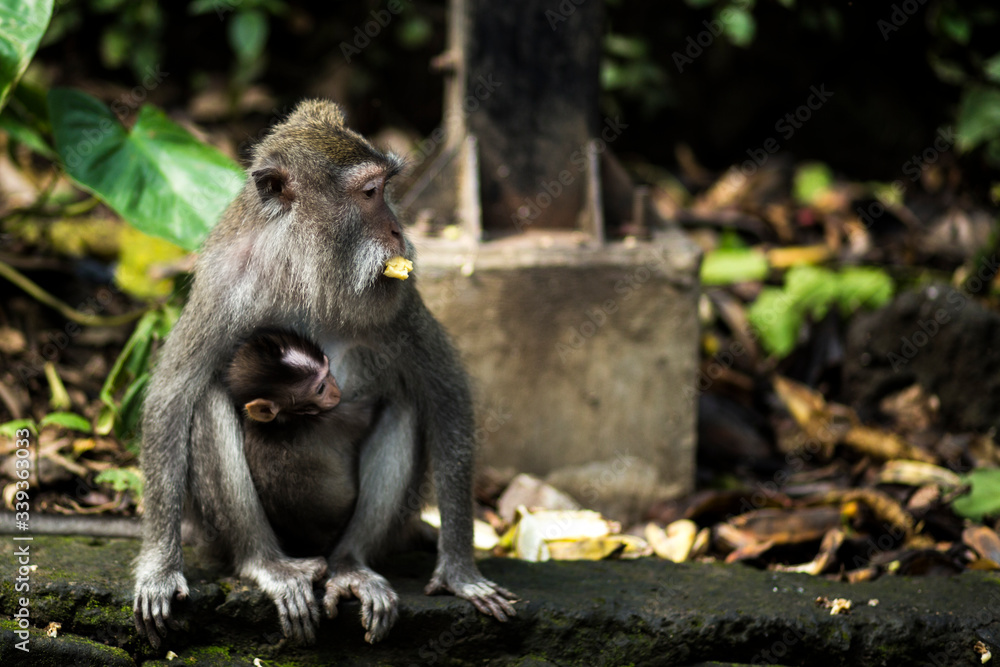 Obraz premium Mono y su cría