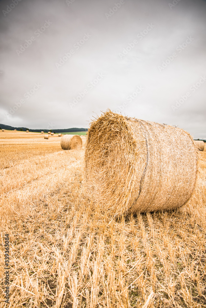 Straw bales after the harvest in late summer