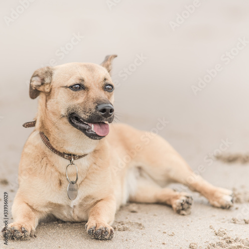 Cute brown puppy on a beach in Scotland - pet (dog) photography