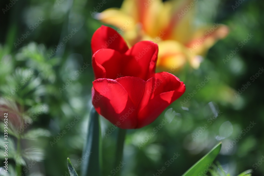 paysage de jardin tulipe au printemps paysage de jardin tulipe au printemps