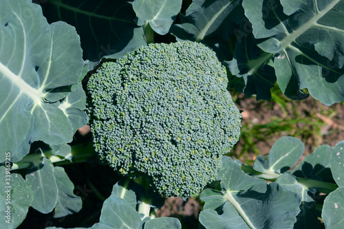 Broccoli. cruciferous vegetables