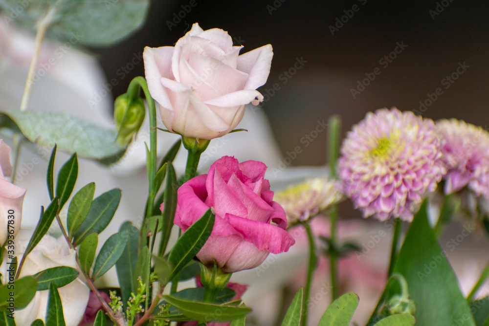 pink and white rose pink and white rose