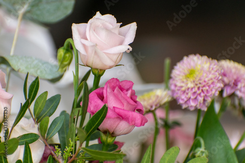 pink and white rose
