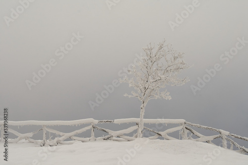 Tree and fence in winter time
