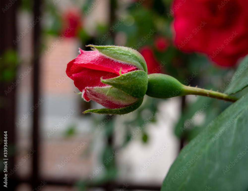 Fototapeta premium Rose Bud on a Rose Bush