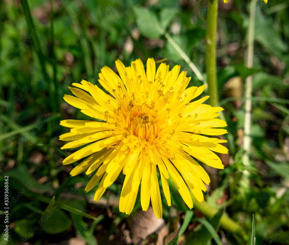 Dandelions on the Lawn Dandelions on the Lawn