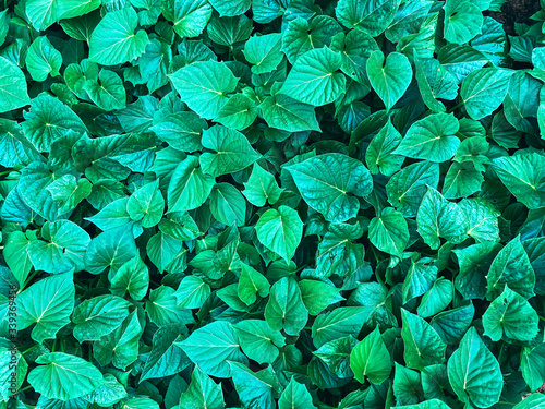 green leaves pattern background