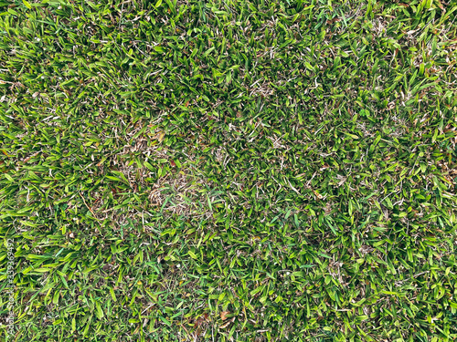 green grass pattern background