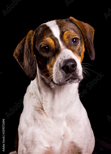 Retrato de perro tomada en estudio fotográfico curioso atento alerta © John