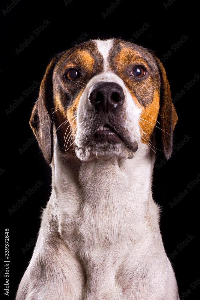 Retrato de perro tomada en estudio fotográfico curioso atento alerta Stock  Photo | Adobe Stock