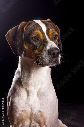 Retrato de perro tomada en estudio fotográfico curioso atento alerta
