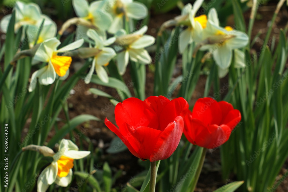 Tulips and daffodils in lots of colors in park Tulips and daffodils in lots of colors in park