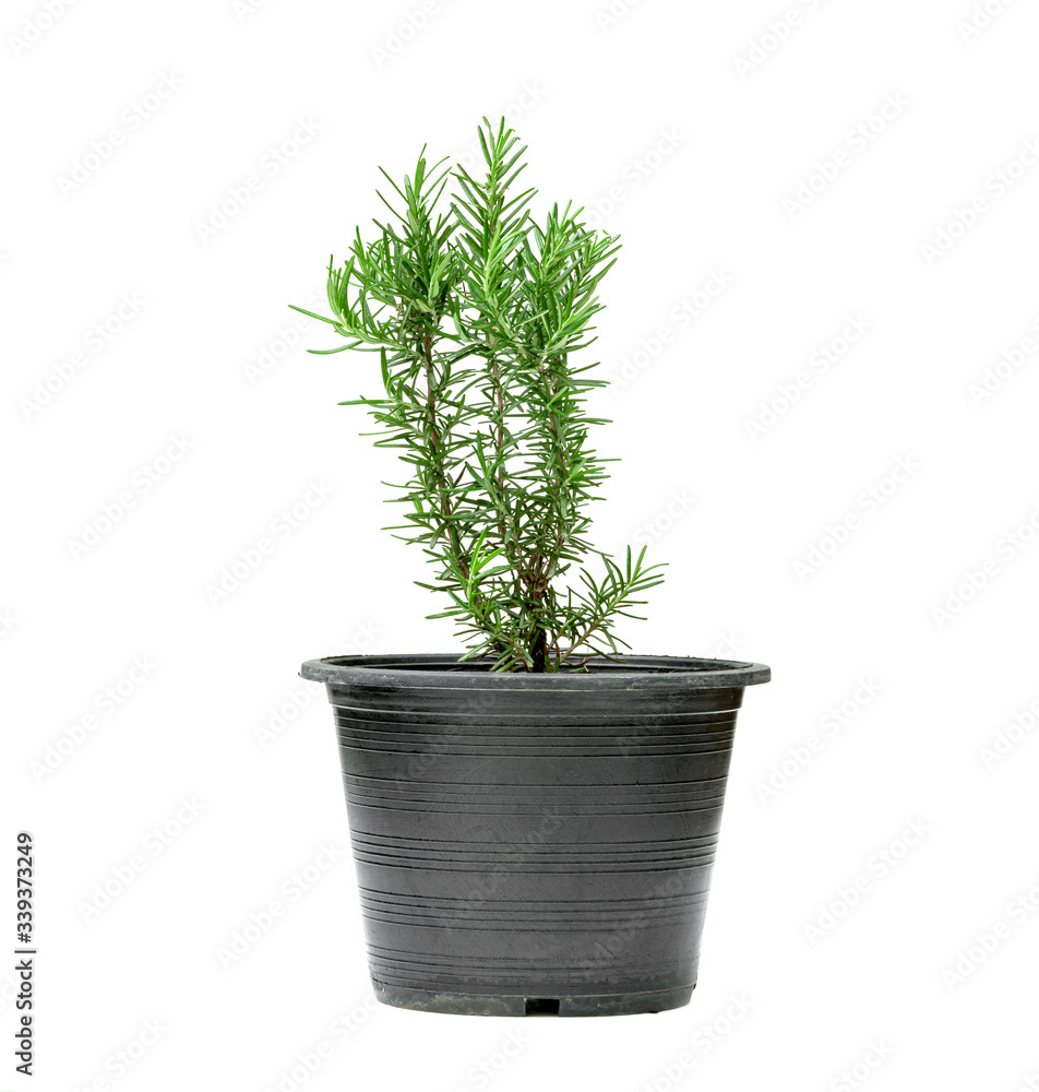 Rosemary or Rosmarinus officinalis with pot isolated on white background Rosemary or Rosmarinus officinalis with pot isolated on white background